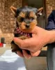 Photo №1. yorkshire terrier - for sale in the city of Huntsville | negotiated | Announcement № 127880