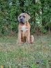 Photo №3. Cane Corso (FCI). Poland