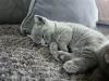 Photo №2 to announcement № 125396 for the sale of british shorthair - buy in Germany private announcement