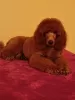 Photo №2 to announcement № 62621 for the sale of poodle (dwarf) - buy in Hungary breeder