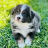 Photo №4. I will sell australian shepherd in the city of Sydney.  - price - Is free