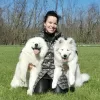 Photo №3. White Siberian Samoyed Kennel. Hungary