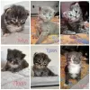 Photo №1. maine coon - for sale in the city of Roquevaire | Is free | Announcement № 19673