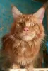 Photo №2 to announcement № 9766 for the sale of maine coon - buy in Russian Federation from nursery