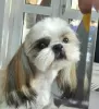 Additional photos: I sell Shih Tzu puppies FCI documents