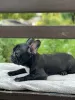 Photo №3. French Bulldog. Ukraine