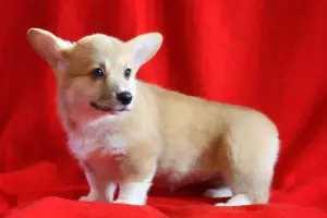 Photo №3. Welsh Corgi Pembroke. Russian Federation