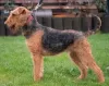 Photo №3. Airedale Terrier FCI. Poland