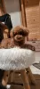 Additional photos: Toy poodle