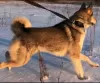 Photo №4. I will sell west siberian laika in the city of Электросталь. breeder - price - 343$