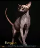 Additional photos: Sphynx Show Quality and for Breeding Black Kitten