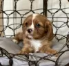 Additional photos: Cavalier King Charles Spaniel puppies