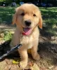 Photo №2 to announcement № 107623 for the sale of golden retriever - buy in New Zealand private announcement