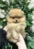 Photo №3. pomeranian puppies. Latvia