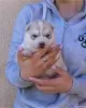 Additional photos: siberian husky puppies