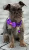 Photo №4. I will sell brussels griffon in the city of Kula. breeder - price - 1057$