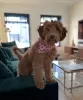 Photo №2 to announcement № 113477 for the sale of poodle (toy) - buy in United States private announcement, breeder