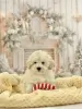 Photo №4. I will sell poodle (toy) in the city of Poznan. breeder - price - 1967$