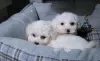 Photo №1. bichon frise - for sale in the city of Vilnius | 370$ | Announcement № 36084