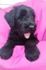 Photo №1. giant schnauzer - for sale in the city of Krivoy Rog | 566$ | Announcement № 78417