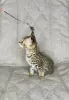 Photo №1. savannah cat - for sale in the city of Москва | 5519$ | Announcement № 26099