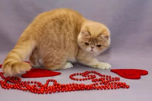 Photo №2 to announcement № 3963 for the sale of exotic shorthair - buy in Russian Federation from nursery