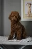 Photo №2 to announcement № 82087 for the sale of poodle (toy) - buy in Turkey breeder