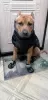 Photo №2 to announcement № 49743 for the sale of staffordshire bull terrier - buy in Russian Federation private announcement