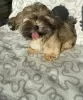 Photo №2 to announcement № 35917 for the sale of shih tzu - buy in Poland breeder