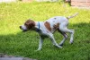 Additional photos: English pointer puppies.