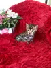 Additional photos: Bengal kittens