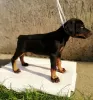 Additional photos: doberman puppies