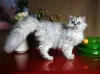 Photo №1. selkirk rex longhair - for sale in the city of Rostov-on-Don | negotiated | Announcement № 43861