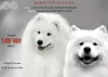 Photo №1. samoyed dog - for sale in the city of Berlin | 12$ | Announcement № 97167