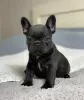 Photo №1. french bulldog - for sale in the city of Афины | negotiated | Announcement № 127442