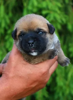 Photo №3. The most compact mastiff. Russian Federation