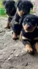 Photo №1. rottweiler - for sale in the city of Würzburg | 200$ | Announcement № 83603