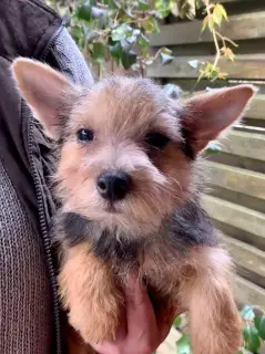 Additional photos: Norwich Terrier. Puppies