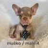 Photo №4. I will sell french bulldog in the city of Trstenik.  - price - negotiated