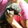 Additional photos: Cane Corso puppies