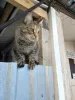 Additional photos: Kitty Lesya dreams of a home.