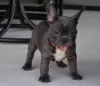 Photo №2 to announcement № 65053 for the sale of french bulldog - buy in Hungary 