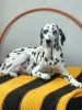 Photo №2 to announcement № 52175 for the sale of dalmatian dog - buy in Russian Federation breeder