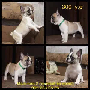 Additional photos: Cream. Cream and cream gene french bulldogs