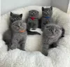 Photo №1. scottish fold - for sale in the city of Варена | negotiated | Announcement № 53576