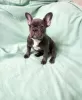 Photo №2 to announcement № 126386 for the sale of french bulldog - buy in Russian Federation breeder