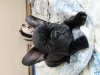 Photo №3. French Bulldog FCI. Poland