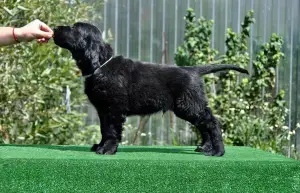 Additional photos: Puppies for straight-haired retriever