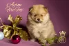 Photo №3. Small German Spitz puppies. Russian Federation