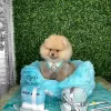 Photo №4. I will sell pomeranian in the city of Aventura. breeder - price - 1500$